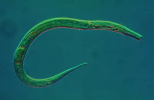 Drucke von Dieses Nematodenwurmspezimen hat eine ungesegnetelte, zylindrische Körperform und wird auch als Rundwurm bezeichnet Würmer Drucke: Ringschwammwurm
