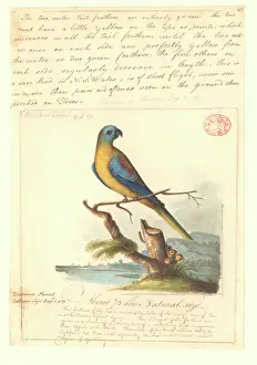 Turmalinpapagei Neophema pulchella