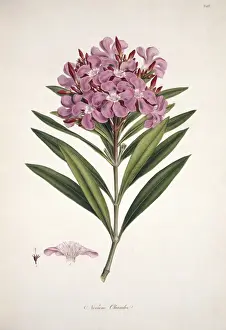 Apocynaceae Plant Species Drucke: Nerium oleander, oleander