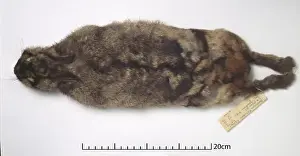 Drucke von Fotografie aus der Luft eines Sammlungsstücks von einer sumatraischen Hasenhaut im Naturhistorisches Museum in London Verwandte Bilder Drucke: Nesolagus netscheri ist der Sumatra-Rabe