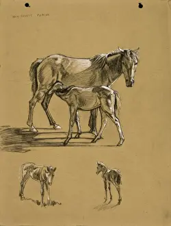Raymond Sheppard Art Drucke: New Forest Ponies