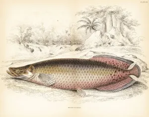 Verwandte Bilder Drucke: Arapaima, Aramaigase