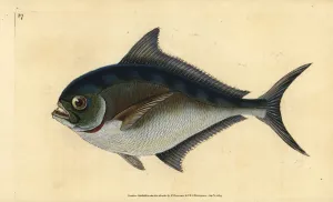Atlantischer Makrele, Brama brama