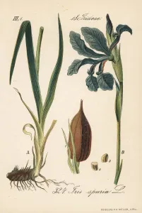 Diederich Von Schlechtendal Prints Drucke: Beardless iris, Iris spuria