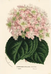 European Hothouse Flowers Drucke: Big-leaf hydrangea, Hydrangea macrophylla