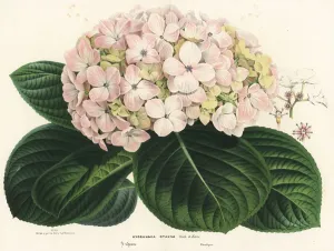 Drucke von Großblätter-Hydrangea Hydrangea macrophylla (Hydrangea otaksa) Spinnen Drucke: Großblätter-Hydrangie, Hydrangea macrophylla