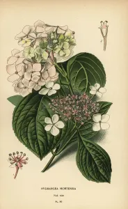 Großblätter-Hydrangie, Hydrangea macrophylla