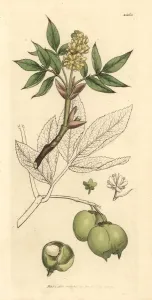 Stachelblattnuss, Staphylea pinnetta