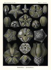 Blasziöden oder fossile ausgestorbene Echinodermen