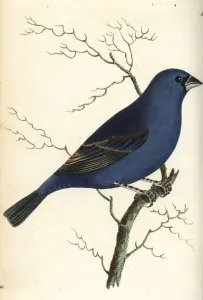 Blauer Großschnabel, Passerina caerulea