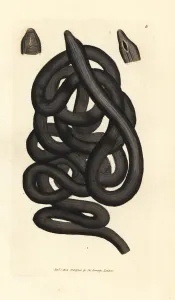 Lineus longissimus