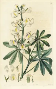Veränderungsfarbiger Lupin, Lupinus mutabilis