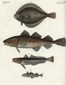 Kod, Haken, Plaice und Makrele