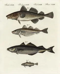Drucke von Cod ist eine gefährdete Art: Gadus morhua; die Whiting gehört zu Merlangius merlangus und der Coalfish oder Pollock zu Pollachius virens Wittling Drucke: Kabeljau, Weichling und Fischkabyle