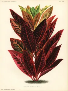 Kodiamhybrid, Le Tsar