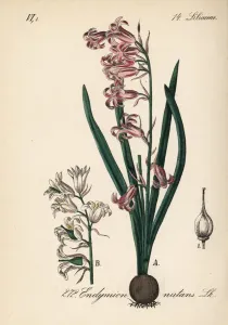 Gemeine Knabberblume, Hyacinthoides non-scripta