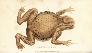 Gemeiner Froschkäfer, Bufo bufo (Granulierter Froschkafer, Rana ventricosa)