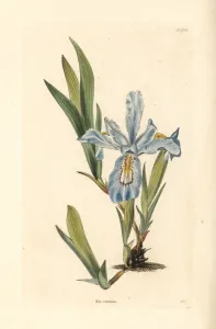 George Cooke Drucke: Kegelblume, Iris cristata