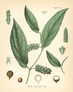 Herbal Medicine Art Drucke: Cubeb or Java pepper, Piper cubeba