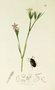Kurzbeschreibung der britischen Insektenplatte Nr. 163 von Curtis