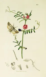 Kurzgesagt Britische Insektenplatten Nr. 165