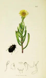 Kurzgesagt Britische Insektenplatten Nr. 243