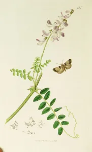Kurzbeschreibung der britischen Insektenplatte Nr. 455 von Curtis