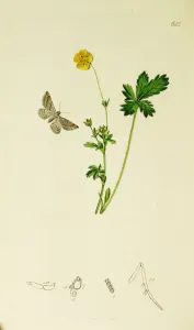 Kurzbeschreibung der britischen Insektenplatte Nr. 623 von Curtis