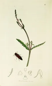 Kurzgesagt Britische Insektenplatten Nummer 67