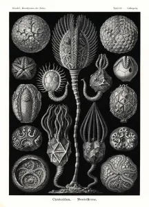 Ausgestorbene Echinodermen der Gattung Cystoidea