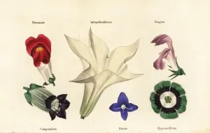 Drucke von Verschiedene Blütenarten Pop-Art Drucke: Verschiedene Blumenarten