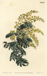 Weiches Rattanschilf, Acacia pubescens (gefährdet)