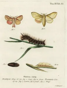 Entomology Images Drucke: Drinker moth, Euthrix potatoria