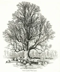 Eichebaum, Ulmus campestris im Winter