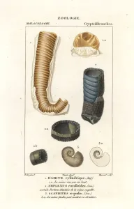 Turpin Botanical Illustrator Drucke: Extinct shells