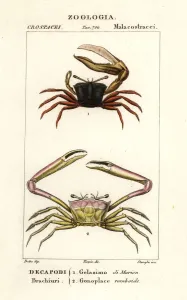 Weichselkrabben und Winkelkrabben