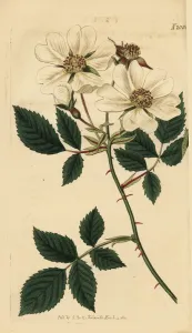 Rosenfeld, Rosa arvensis