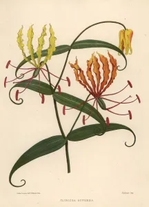 Blume der Flamme, Gloriosa superba