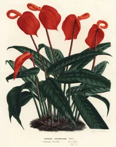 Blutroter Blumenstrauch, Anthurium scherzerianum