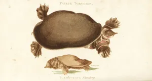 George Shaw Prints Online Drucke: Florida softshell turtle and Chinese softshell turtle