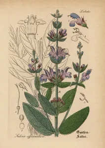 Gartensage, Salvia officinalis
