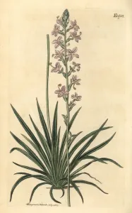Stängelgrasauspflanze, Stylidium graminifolium