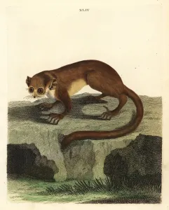 Grauer Mausohrmaus
