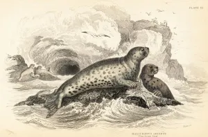 Grauer Seehund, Halichoerus grypus