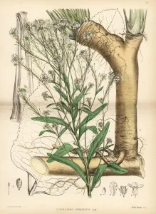 Rüben, Armoracia rusticana