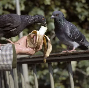 Birds In Nature Drucke: (insert)