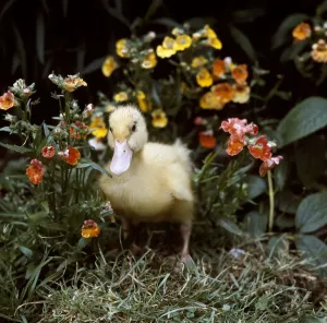 Yellow Duckling Drucke: (insert)