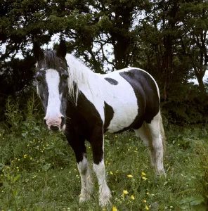 Equine Photography Drucke: (insert)