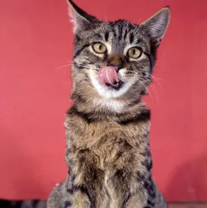Tabby Cat Drucke: (insert)
