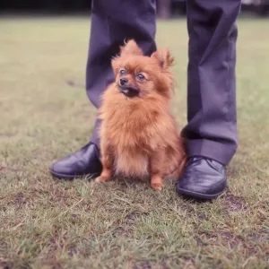 Pomeranian Dog Drucke: (insert)